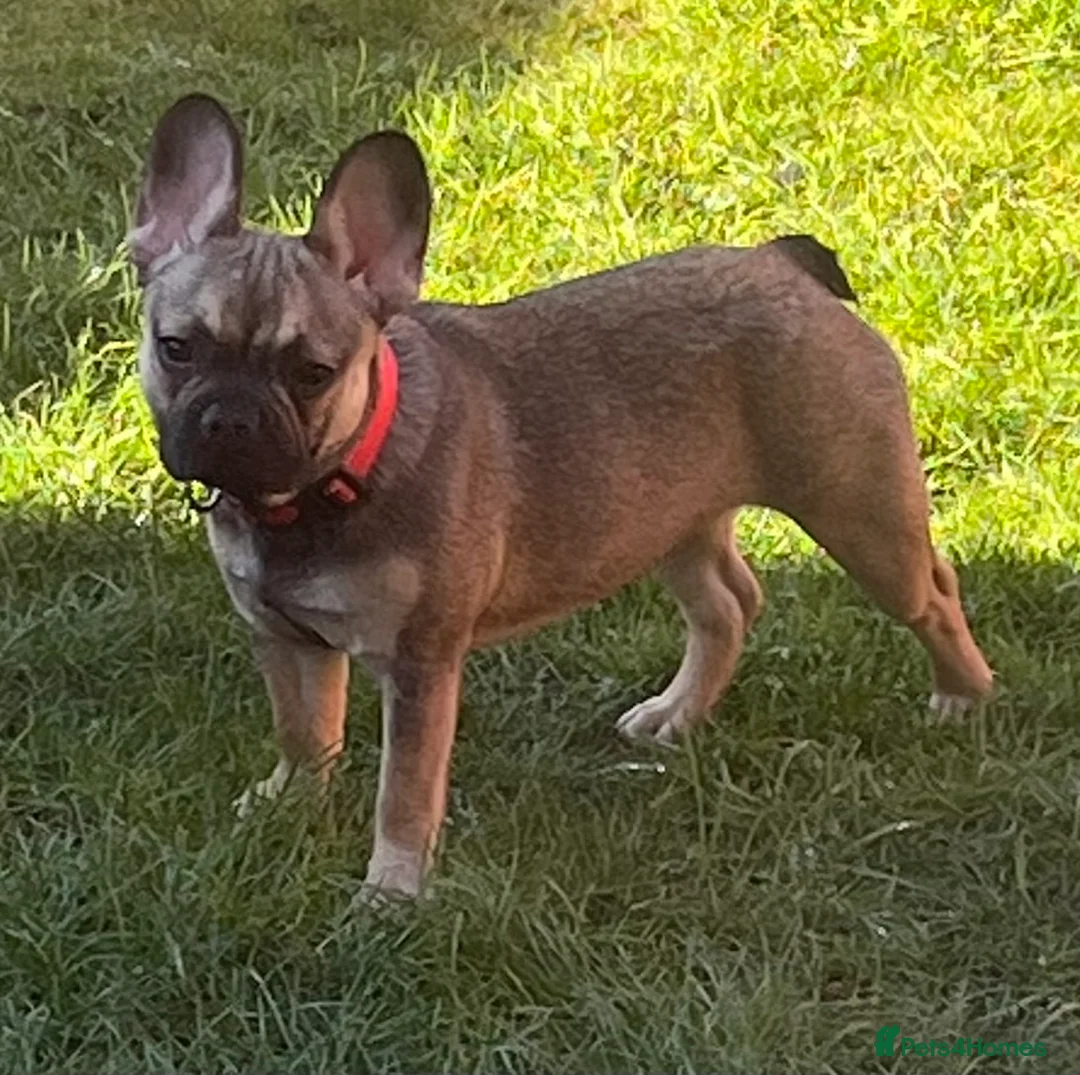 French Bulldog dogs for sale: Beautiful female  - Advert 4