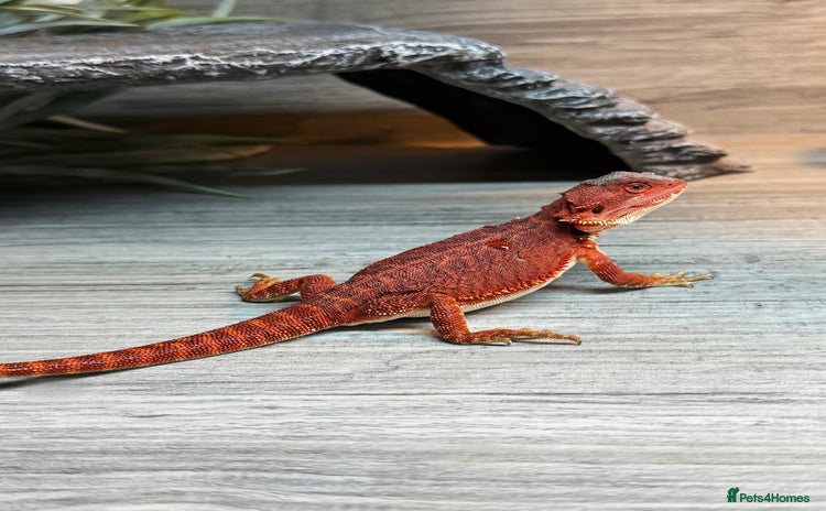 Bearded Dragon reptiles in Shrewsbury - Advert 1