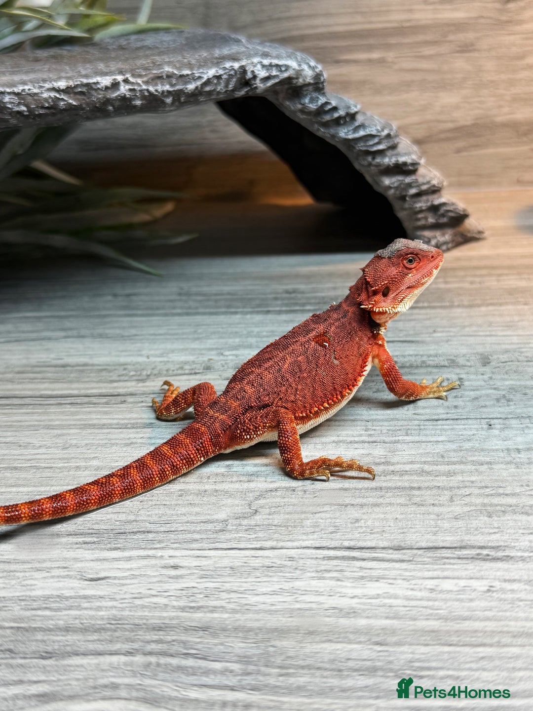 Bearded Dragon reptiles for sale: Stunning Red Monster Bearded Dragons  in Shrewsbury - Image 1