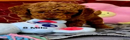 Toy Poodle dogs for sale: Toy Poodle  - Advert 25