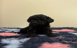 Cavapoo dogs for sale: 7 beautiful cavapoos  - Image 6