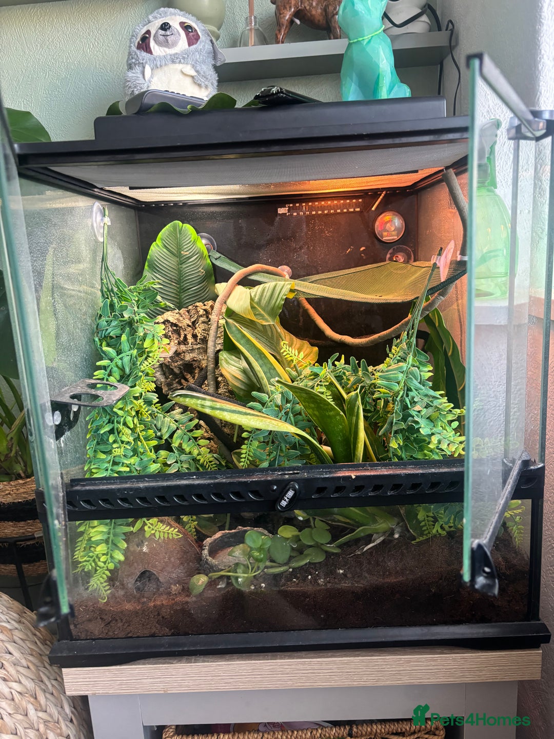 Gecko reptiles for sale: Female crested gecko & setup - Advert 1