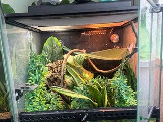Gecko reptiles Female crested gecko & setup - Advert 1