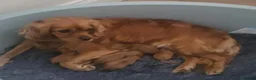 Cavapoo dogs for sale: Cavapoo puppies stunning - Advert 4