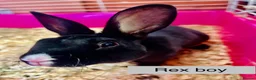 Mixed Breed rabbits for sale: Rabbits for homes  - Advert 4