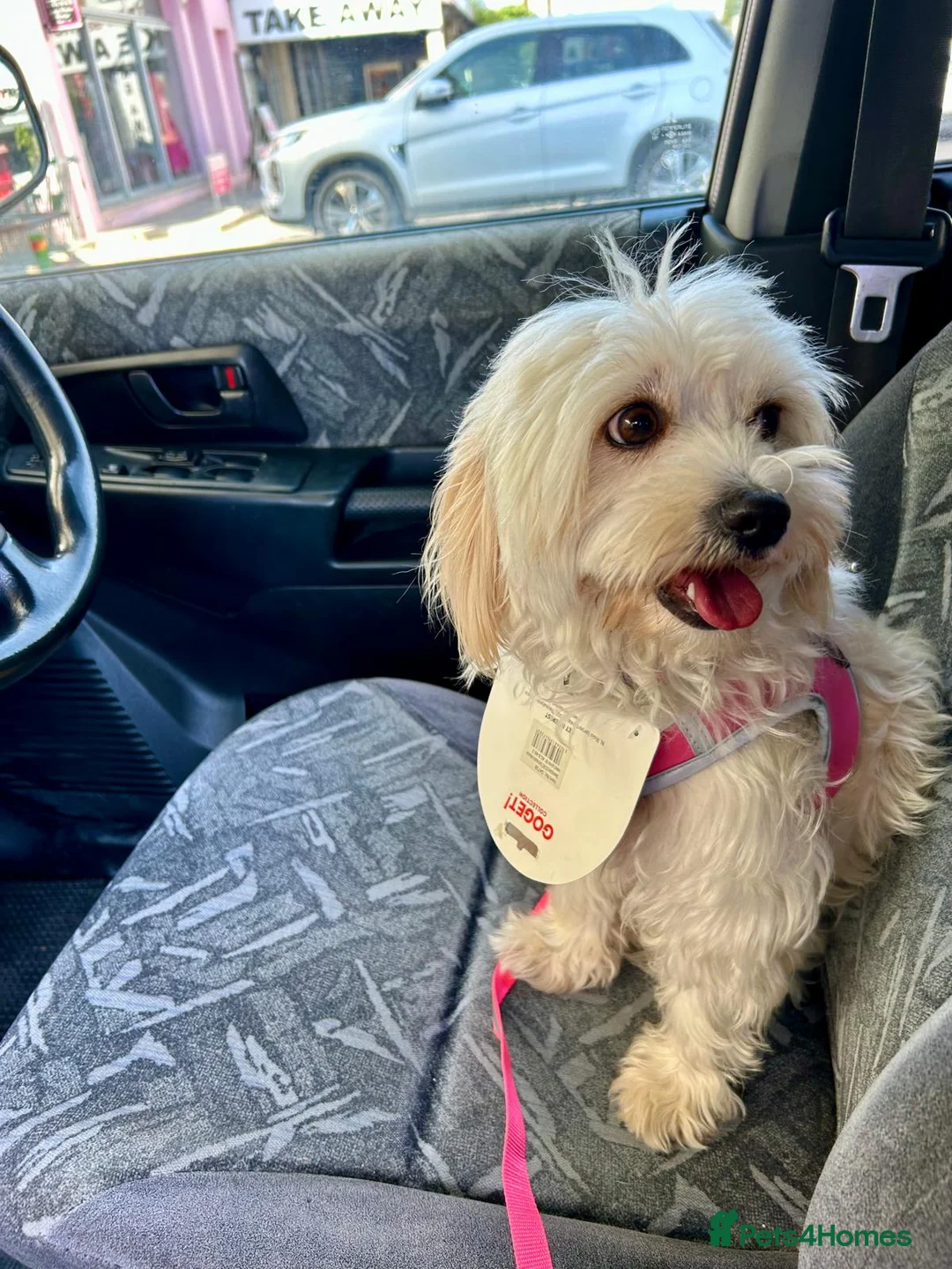 Mixed Breed dogs for adoption: Dixie is a beautiful 3.5 year old Poodle cross - Advert 4