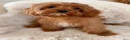 Cavapoo dogs for sale: Cavapoo Puppies in Sunderland - Advert 4