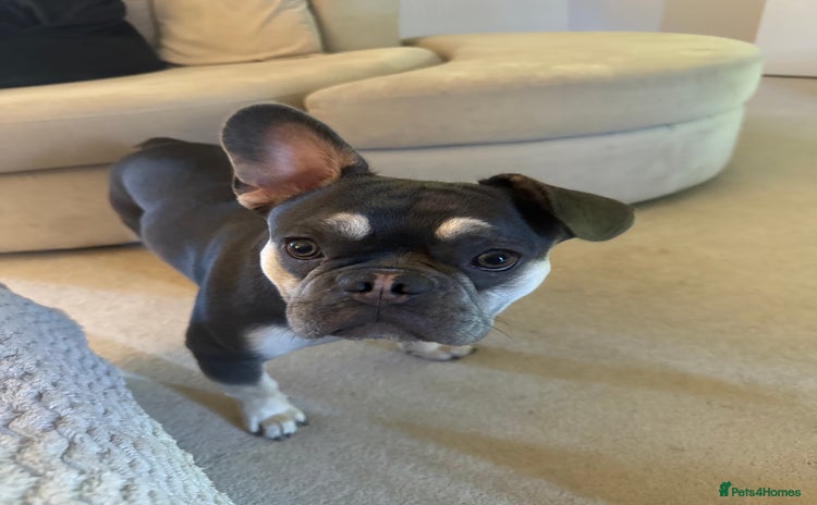 French Bulldog dogs - Advert 1