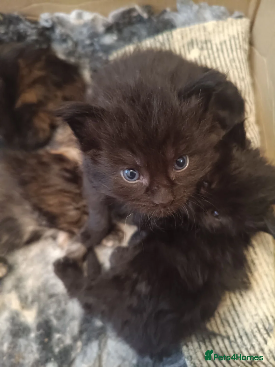 Maine Coon cats for sale: Fully health tested, Tica registered - Advert 10