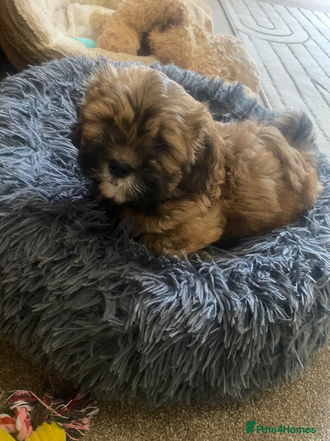 Shihpoo dogs for sale: Shih poo  - Advert 2
