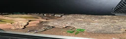 Python Snake reptiles for sale: 5x royal pythons and set ups in Birmingham - Advert 14