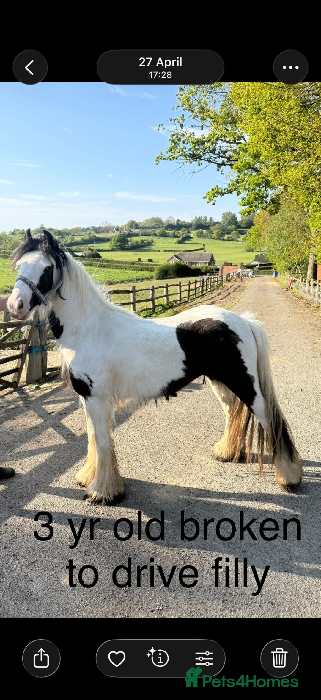 Irish Cob horses for sale: Mare, filly and colts  - Advert 6