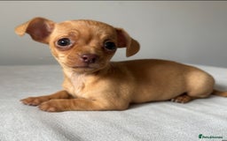Mixed Breed dogs for sale: LAST ONE LEFT Micro Chiweenie – Smallest in the UK - Image 4