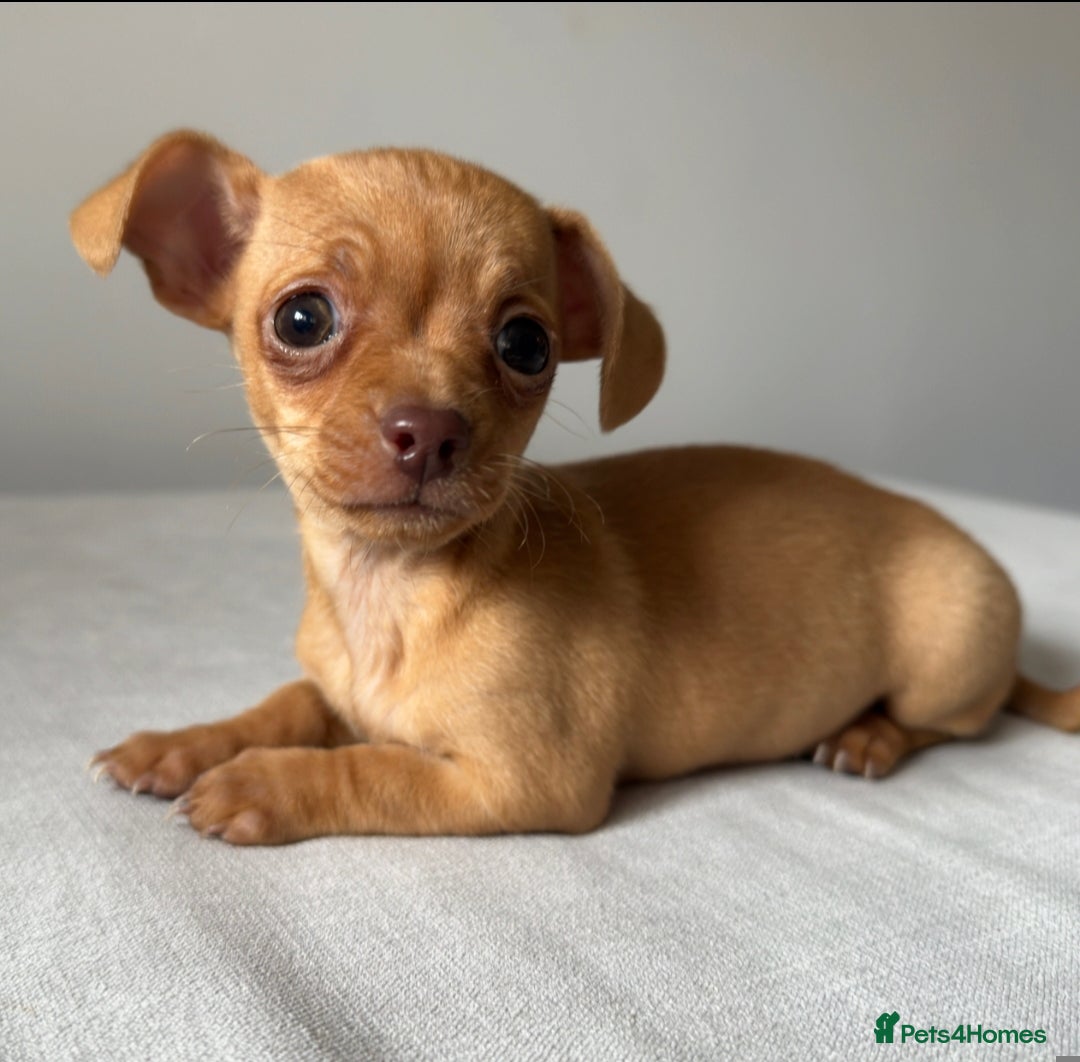 Mixed Breed dogs for sale: LAST ONE LEFT Micro Chiweenie – Smallest in the UK - Image 4