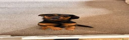 Mixed Breed dogs for sale: Beautiful Chihuahua x Dachshund x Shih Tzu Puppies in Troon - Advert 2