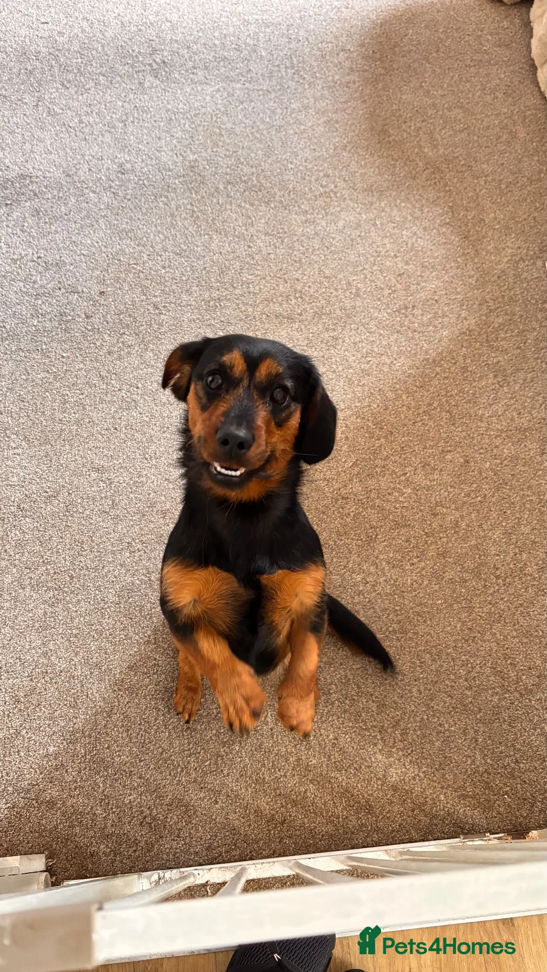 Mixed Breed dogs for sale: Beautiful Chihuahua x Dachshund x Shih Tzu Puppies in Troon - Advert 2