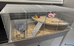 Hamster rodents for sale: Syrian hamster  - Image 9