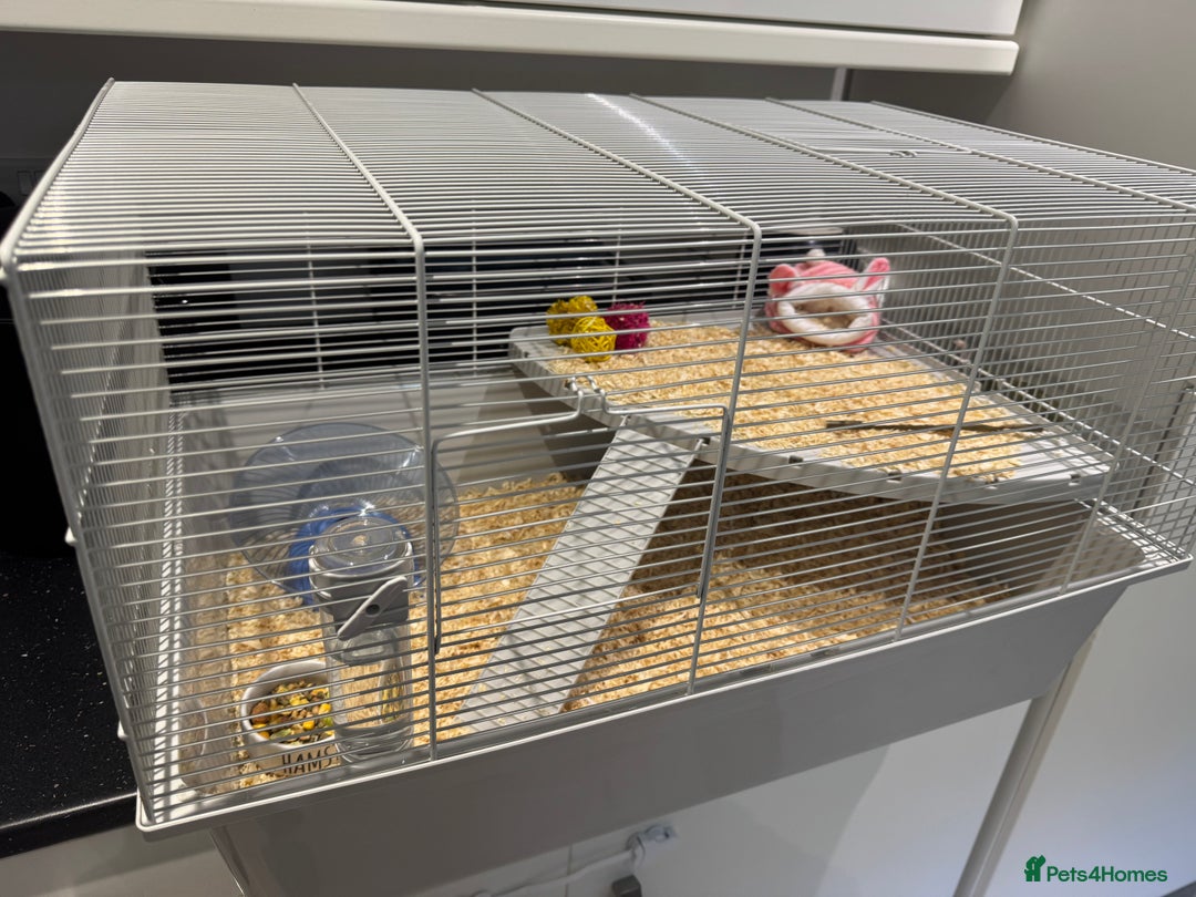 Hamster rodents for sale: Syrian hamster  - Image 9