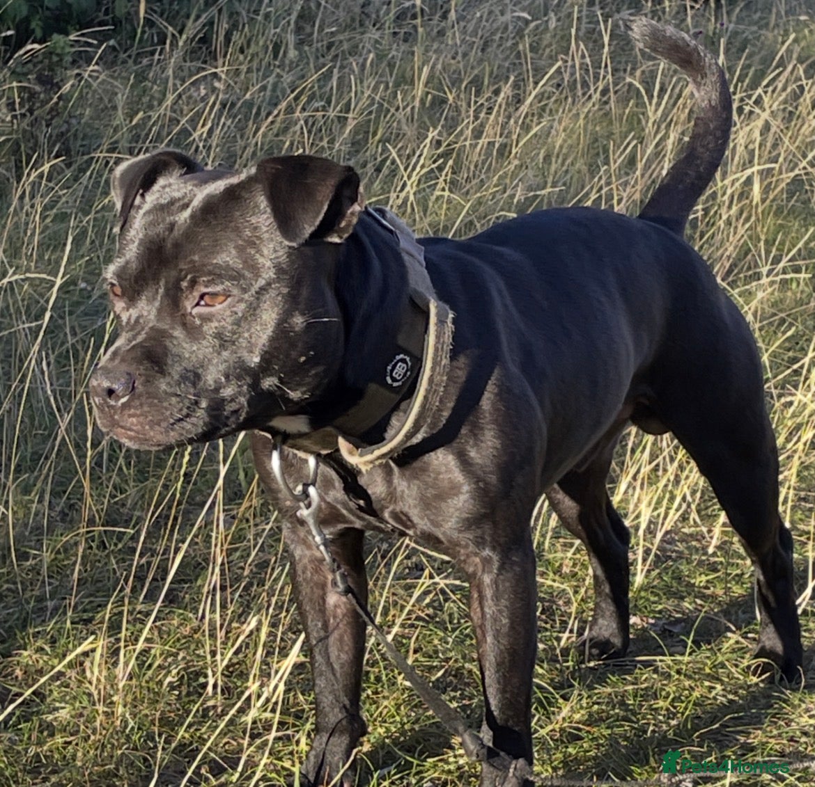 Staffordshire Bull Terrier dogs Black Eye SBTs this season litter 3 boys 3 girls  - Advert 2