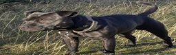 Staffordshire Bull Terrier dogs for sale: Black Eye SBTs this season litter 3 boys 3 girls  - Advert 3