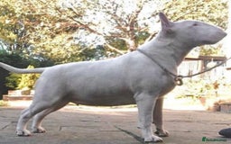 English Bull Terrier dogs for sale: Puppies Available  - Image 6