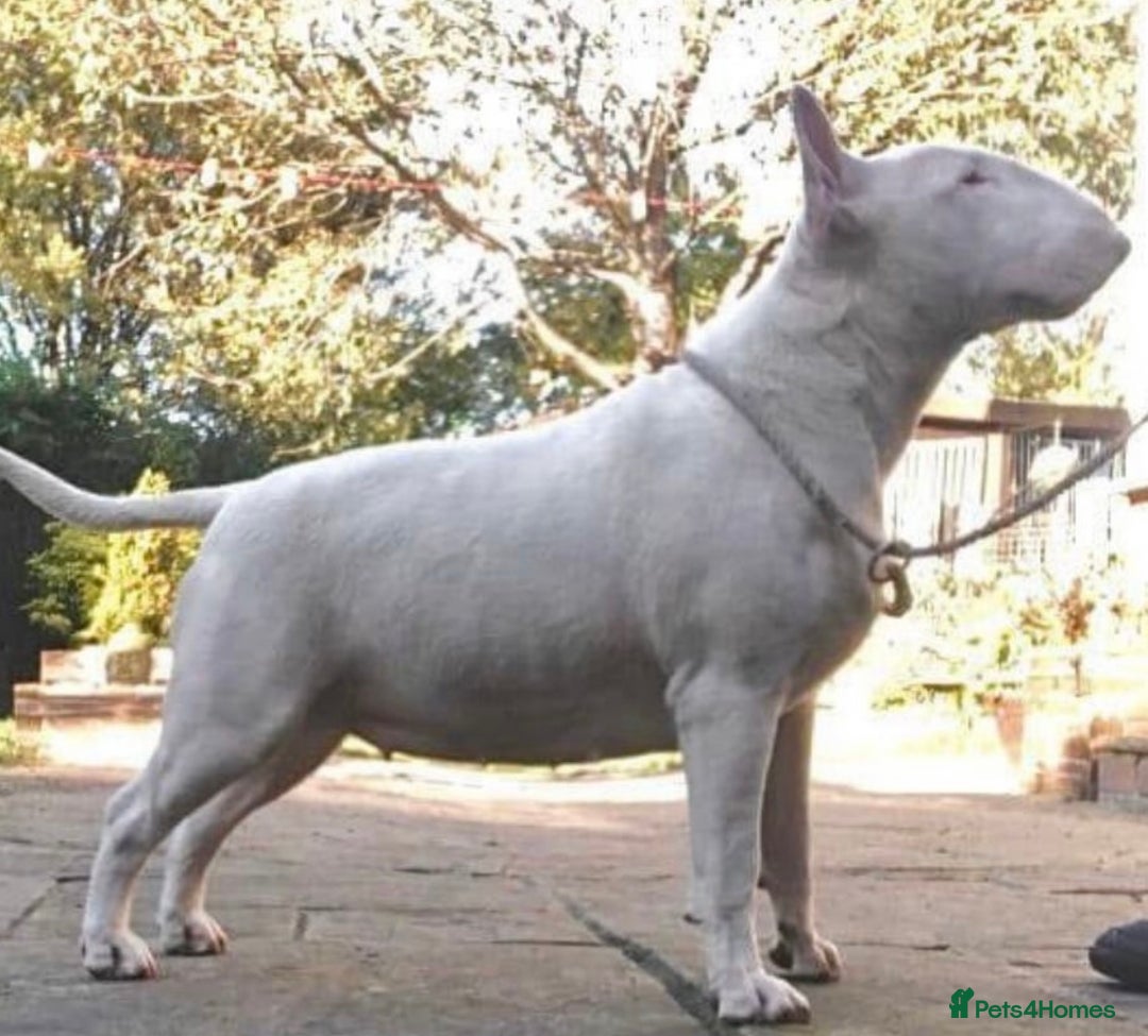 English Bull Terrier dogs for sale: Puppies Available  - Image 6