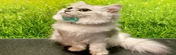 Persian cats for sale: Beautiful Long-Haired Female Persian Chincilla Cat - Advert 1