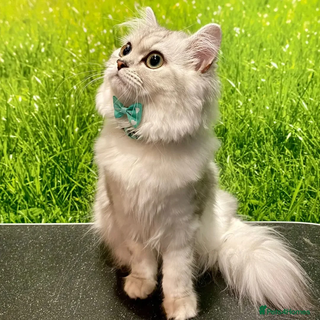 Persian cats for sale: Beautiful Long-Haired Female Persian Chincilla Cat - Advert 1