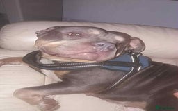American Bully dogs for sale: Urgent rehome pocket bully  - Image 2