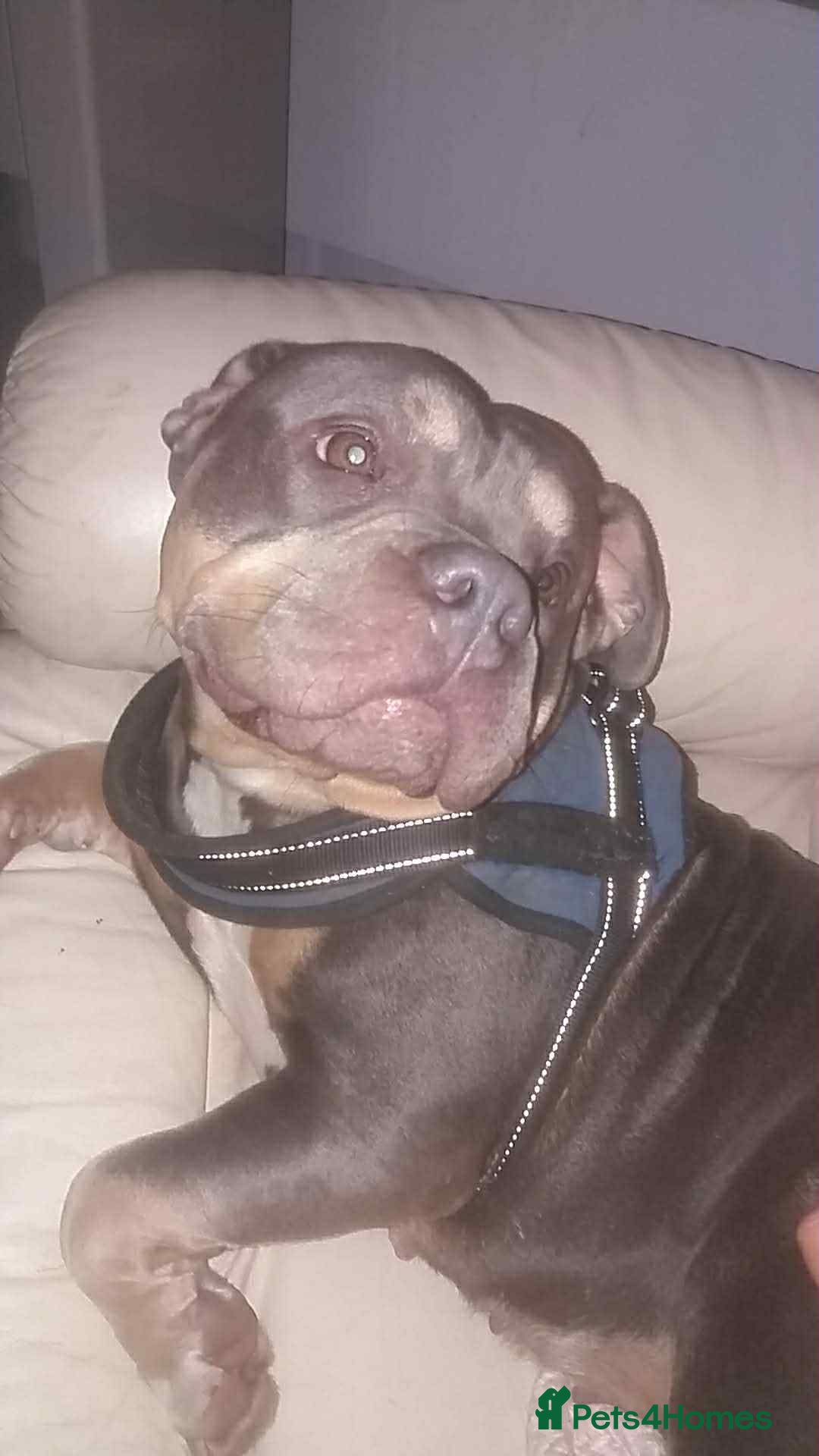 American Bully dogs for sale: Urgent rehome pocket bully  - Image 2