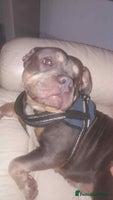 American Bully dogs - Advert 8