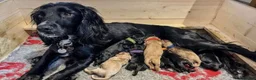 Cocker Spaniel dogs for sale: 2 stunning 5 month old cocker boys  - Advert 2