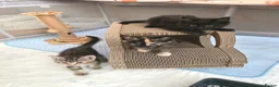Mixed Breed cats for sale: Fantastic Four - Advert 25