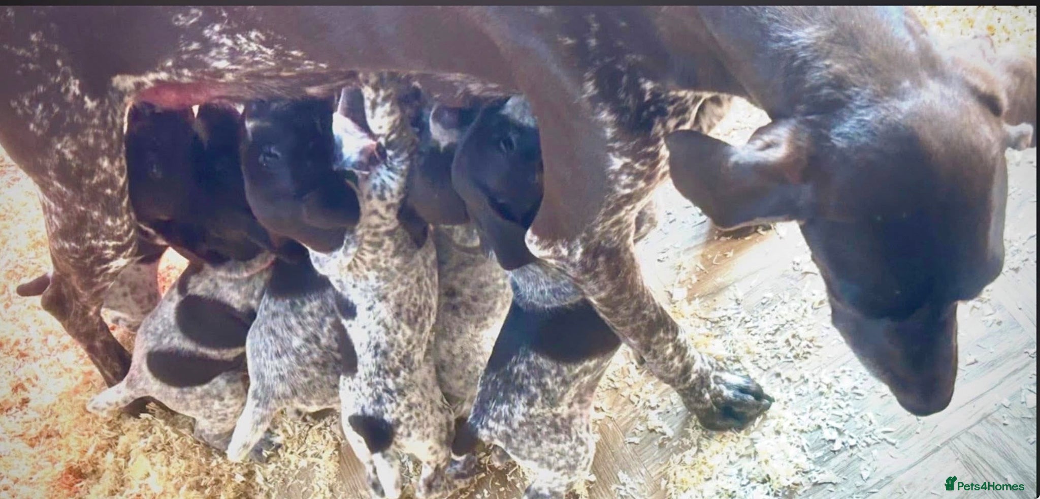 German Shorthaired Pointer dogs German Shorthaired Pointer Puppies - Advert 5