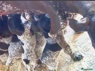 German Shorthaired Pointer dogs German Shorthaired Pointer Puppies - Advert 5