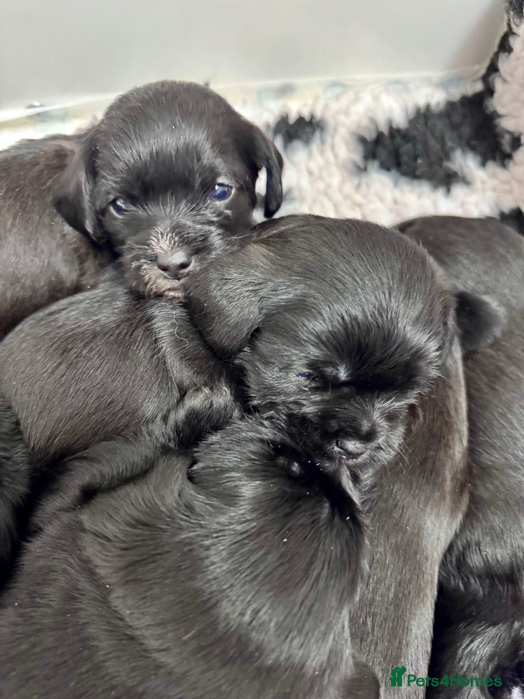 Mixed Breed dogs for sale: Schweenies  - Advert 3