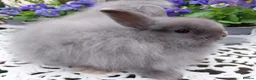 Netherland Dwarf rabbits for sale: STUNNING JERSEY WOOLY X BABIES - Advert 3
