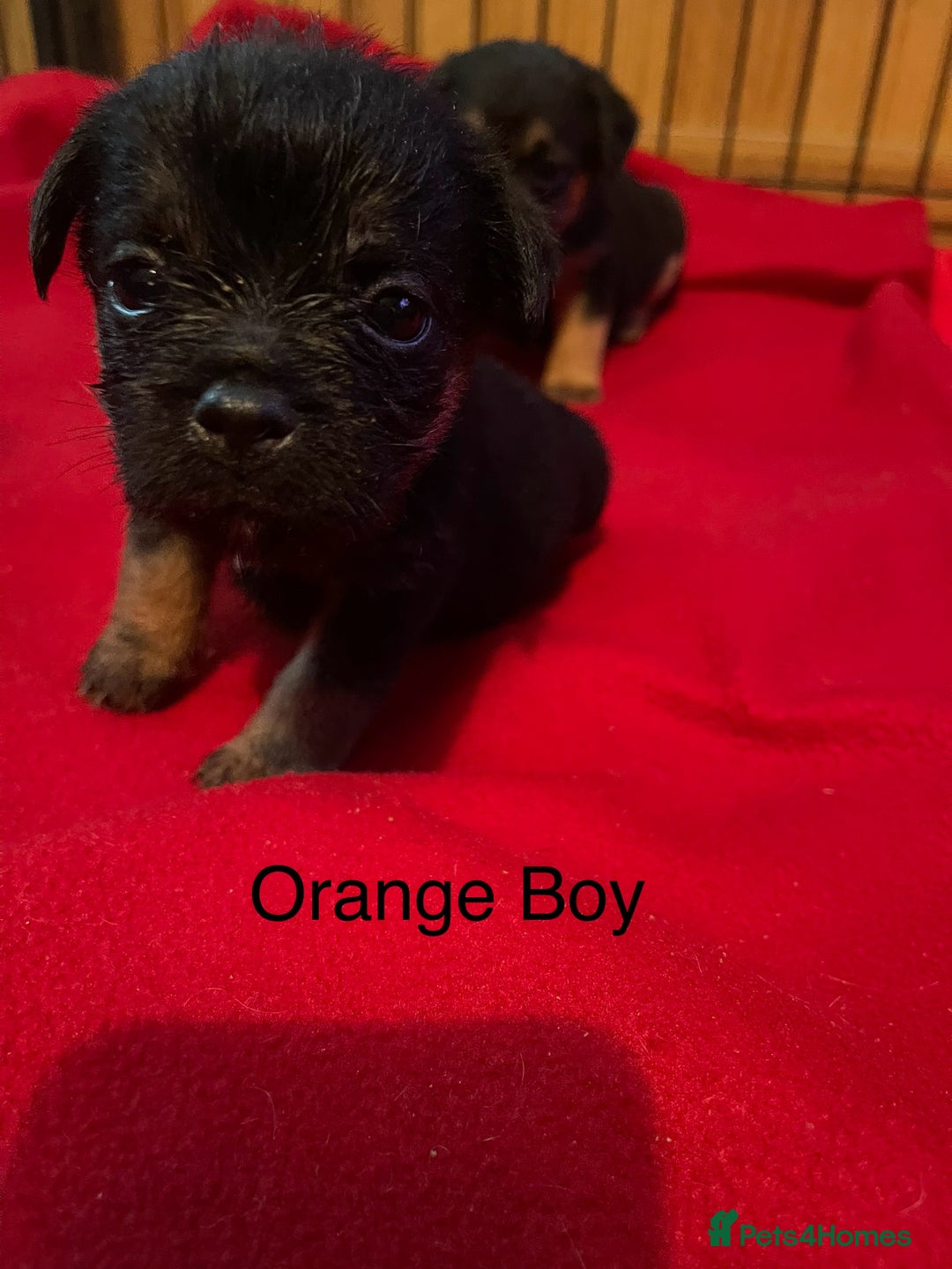 Border Terrier dogs for sale: Border Terrier Pups - Advert 16