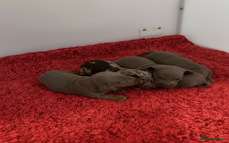 Miniature Dachshund dogs for sale: Rainbow minture Dashounds - Image 7