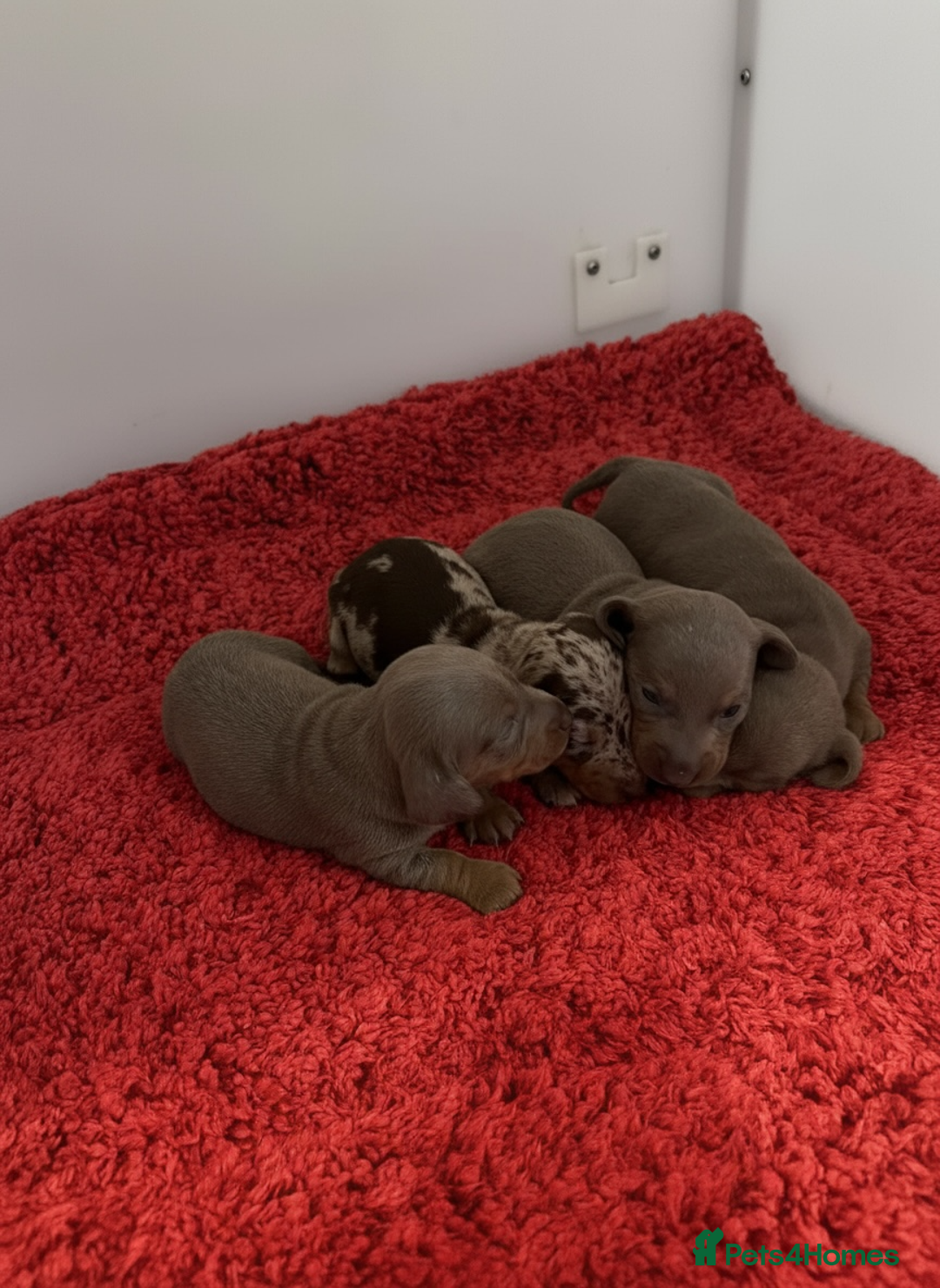 Miniature Dachshund dogs for sale: Rainbow minture Dashounds - Image 7