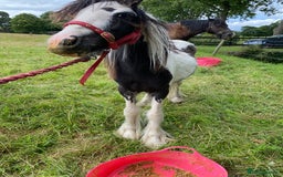 Other Breed horses for sale: Choppa - Image 7