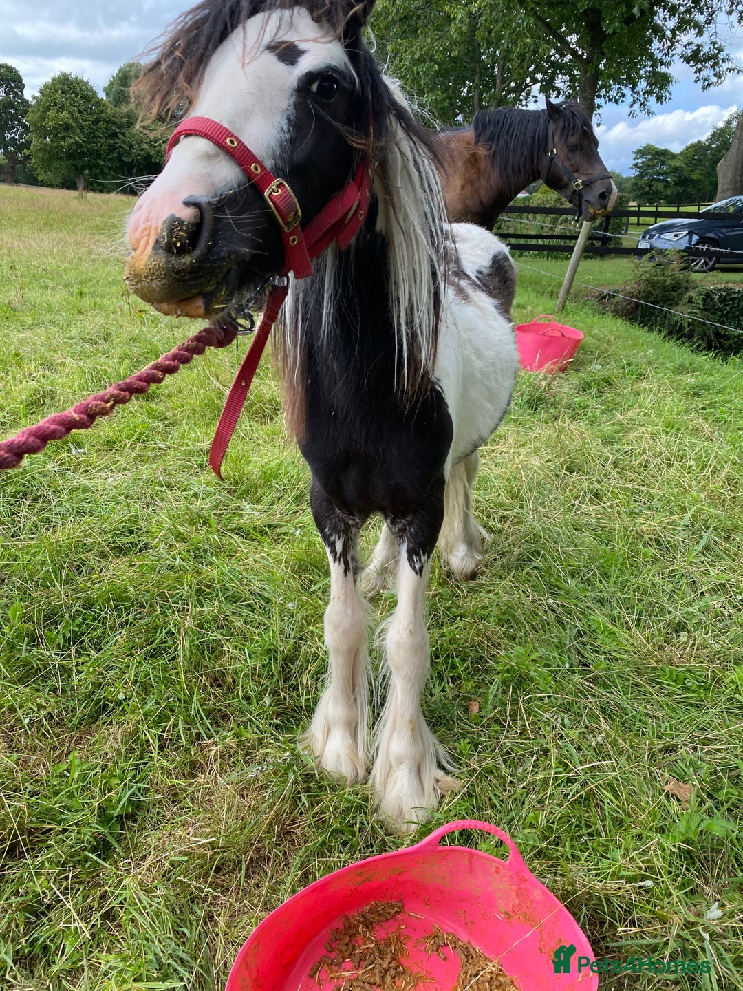 Other Breed horses for sale: Choppa - Image 7