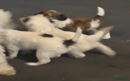 Jackapoo dogs for sale: Cavapoo x jack Russell puppies  - Image 23