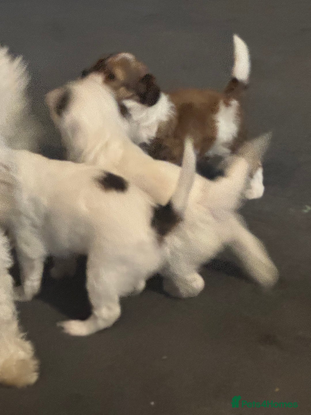 Jackapoo dogs for sale: Cavapoo x jack Russell puppies  - Image 23