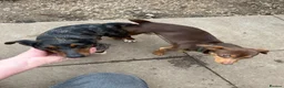 Jack Russell dogs for stud: Jack Russell  - Advert 3