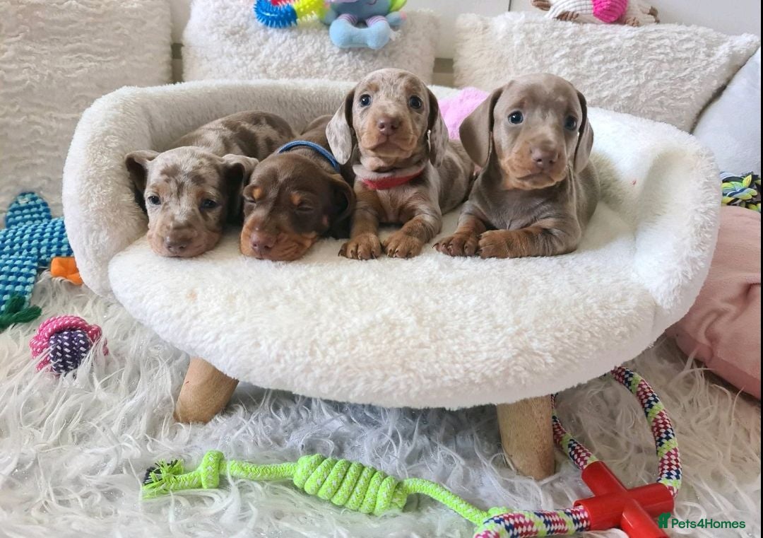 Dachshund dogs KC miniature smooth haired DNA tested dachshunds  - Advert 1