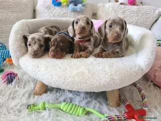 Dachshund dogs KC miniature smooth haired DNA tested dachshunds - Advert 1