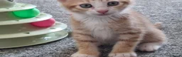 Mixed Breed cats for sale: Bengamese mix litter - Advert 18