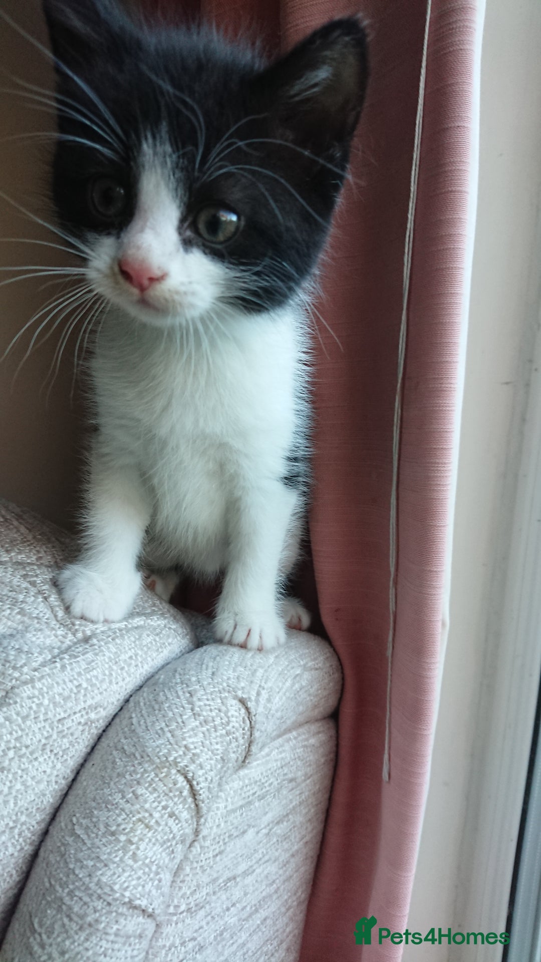 British Shorthair cats for sale: Cheshire Kittens  - Advert 1