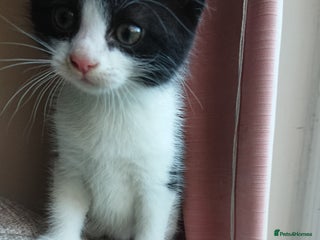 British Shorthair cats Cheshire Kittens - Advert 1